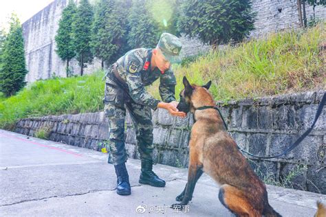 不想和你说再见！老兵退伍军犬咬着行李挽留 财经头条