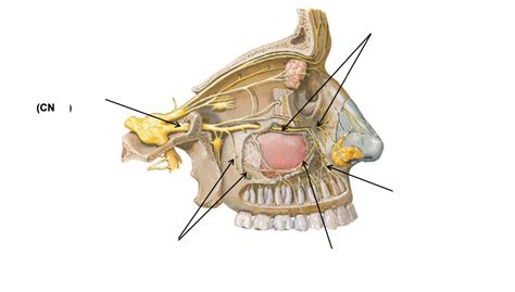 Nasal Cavity Medial Wall Of Maxillary Sinus Diagram Quizlet