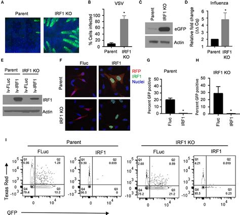 Frontiers Irf1 Maintains Optimal Constitutive Expression Of Antiviral Genes And Regulates The