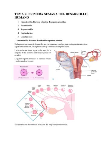 Tema Primera Semana Del Desarrollo Humano Pdf