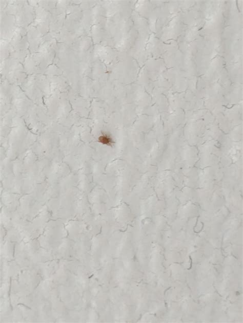 Are these bedbugs? : r/Bedbugs