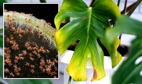 Houseplant Experts ‘go To Solution To Get Rid Of Spider Mites That Are ‘damaging Plants