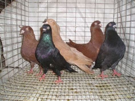 Sals Pigeon Farm Get Ready For The Season With A 4 Bird Kit Shipped To