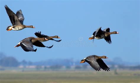 Flying geese stock image. Image of netherlands, black, fast - 953483