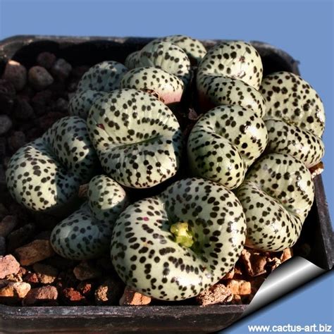 Conophytum Obcordellum Succulent Gardening Planting Succulents