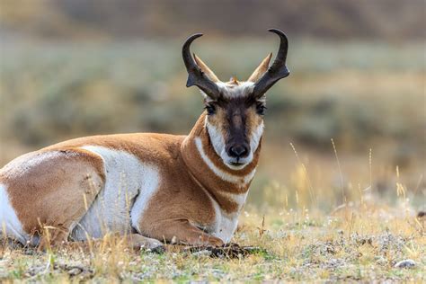 pronghorn links wild safaris