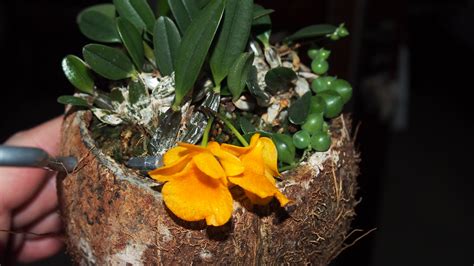 Dendrobium Jenkinsii Olympus Digital Camera Sergei Eremin Flickr