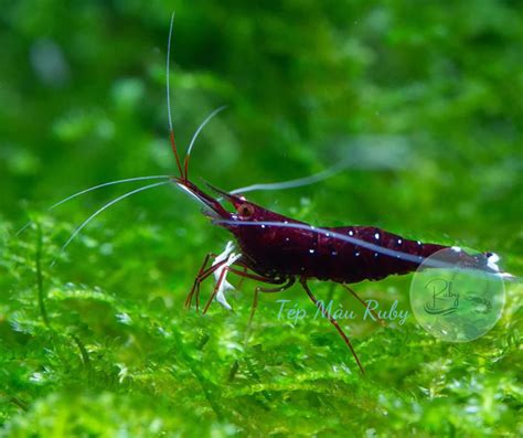 Tép Sulawesi Chân Trắng Aqua Ruby Shrimp