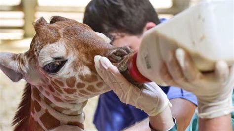 Giraffe remains in intensive care, sees slight improvement | WBFF