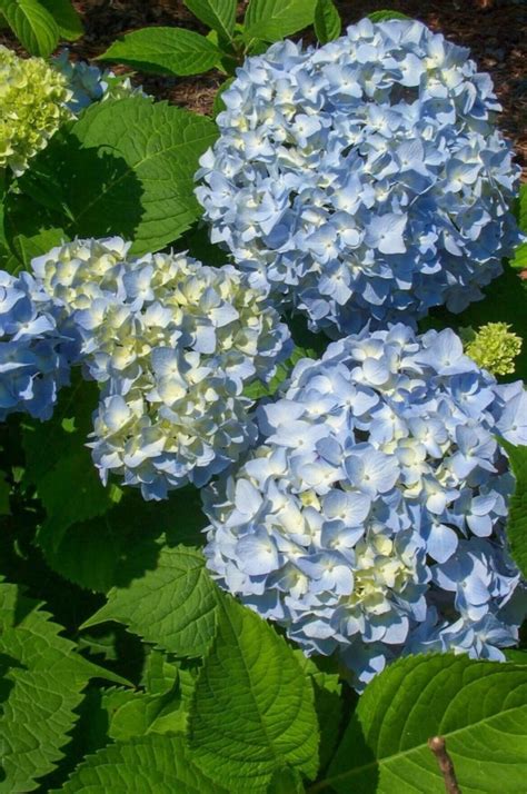 Buy Nikko Blue Hydrangea Plants Online Stadler Nurseries