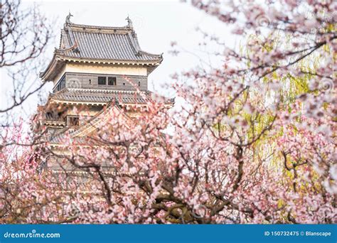 Matsumoto Castle With Cherry Blossom Stock Image Image Of Garden