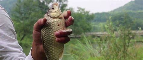 秋天钓鲫鱼，掌握半水钓法和跑铅钓法，不愁没鱼口活动