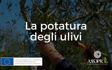 POTATURA DEGLI OLIVI LE FASI PRINCIPALI Assoprol Umbria