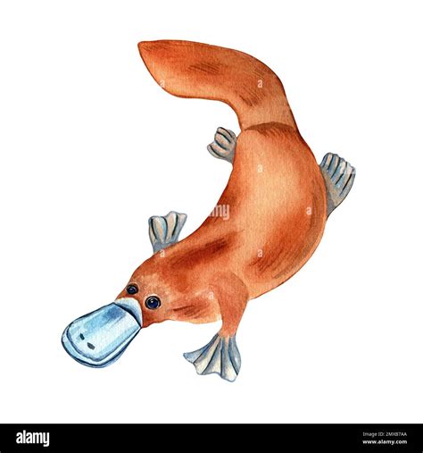 Duck Billed Platypus Clipart