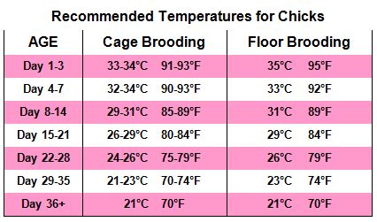 Recommended Brooding Duration for Chicks with Temperature Requirement ...