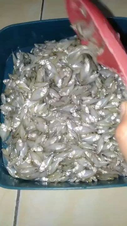 Baby Fish Ikan Krispi Pepetek Kg Di Goreng Dadakan Lazada Indonesia