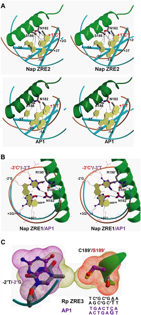 Modeling Of Z Binding To Methylated Zre Sites Versus Ap1 A The