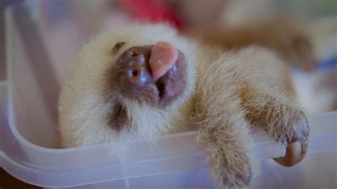 Baby sloths wallpapers - fikosf