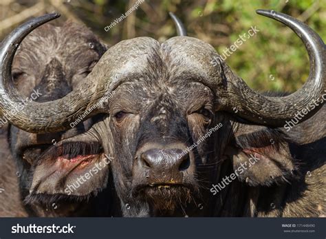 Buffalo Head Horns Wildlife Close Portrait Of Buffalo Head Ears And ...