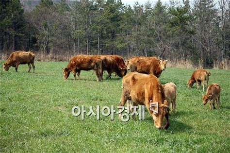 정남진장흥 한우사육 노하우 1등 맛도 단연 최고 아시아경제