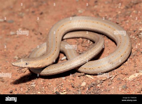 Burtons Legless Lizard Stock Photo Alamy