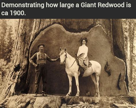 Giant Redwood Meme By Soydolphin Memedroid