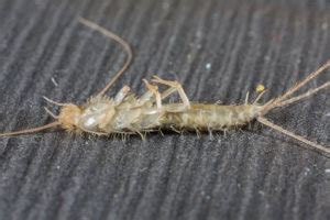 Silverfish Omens And Spiritual Meaning Symbols And Synchronicity