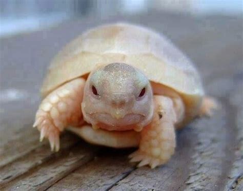 6 Of The Cutest Baby Turtles Of All Time Pet Orb