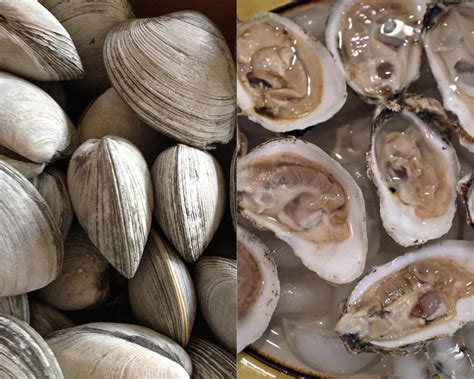 Clams vs Oyster: Differences and Similarities - Ocean Info