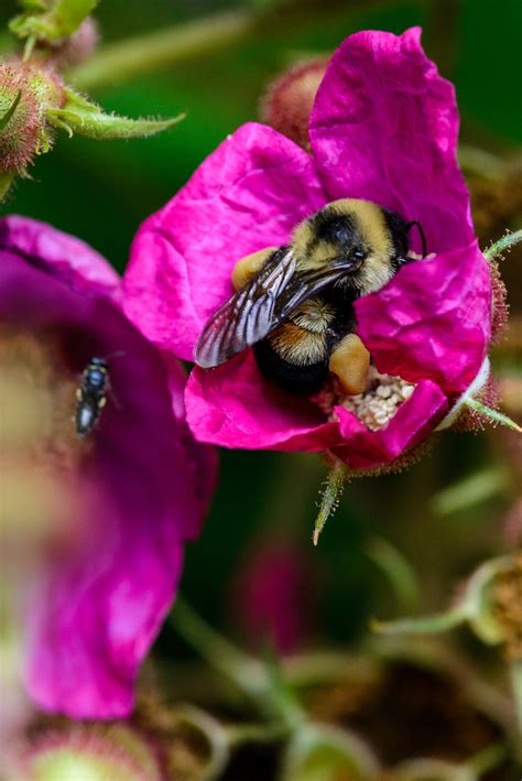 Rusty-patched Bumble Bee – Bumble Bees of Wisconsin – UW–Madison