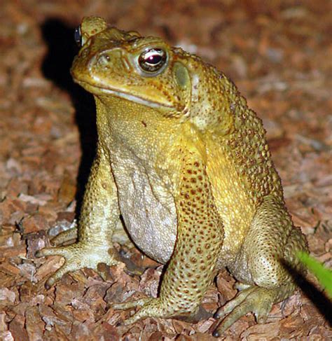 Deadly Cane Toads Make Their Mark On Australian Wildlife And Habitats