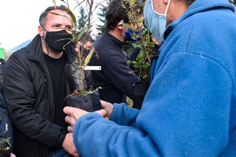 Comenzó La Restauración De Bosques En áreas Afectadas Por Los Incendios