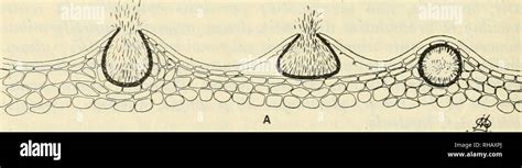 Botanikai Kzlemnyek Plants Plants Hungary K P Septoria