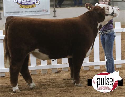 Ohio Beef Expo Hereford Steers The Pulse