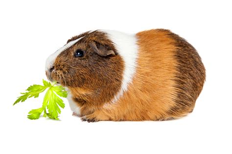 Can Guinea Pigs Eat Celery Small Pet Select Blogs Small Pet Select