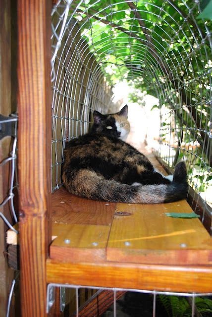 20+ Diy Cat Tunnel Outdoor – The Urban Decor