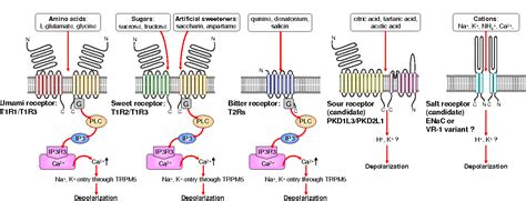 Pdf Advanced Taste Sensors Based On Artificial Lipids With Global