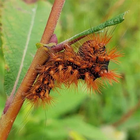 38 Orange And Black Caterpillars Pictures And Identification