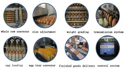 Egg Grading and Packing Machine - Livi Poultry Farming Equipment