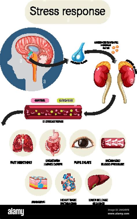 Stress response anatomical diagram with inner organs illustration Stock ...