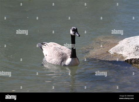 canada goose swimming Stock Photo - Alamy