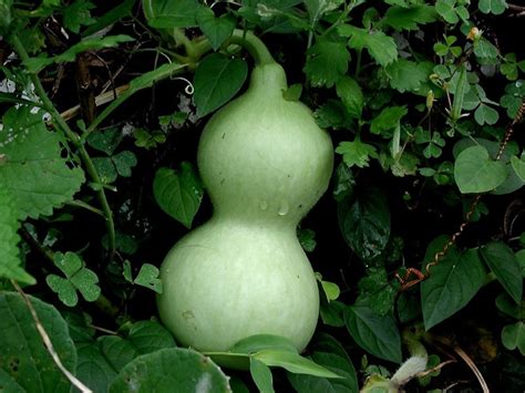 Bottle Gourd Wikipedia Angel Vegetable