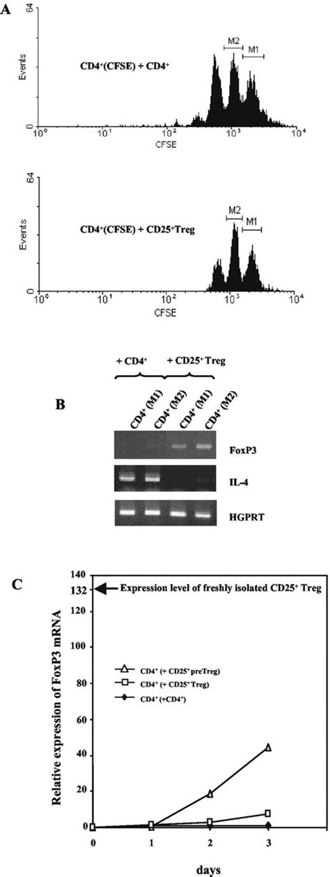 Differential Regulatory Capacity Of Cd25 T Regulatory Cells And