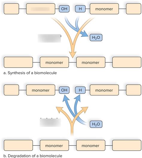 Ch 3 The Chemistry Of Organic Molecules Diagram Quizlet