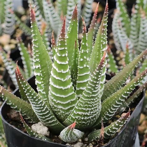 Haworthia Fasciata Zebra Plant Mountain Crest Gardens