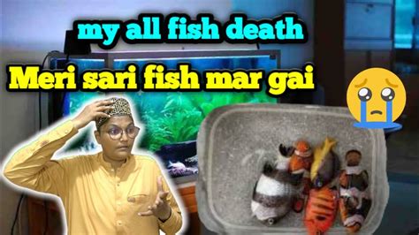 Fish Aquarium Meri Sari Fish Mar Gayi Ye Kese Ohwa😢😨🐟🐠 Youtube