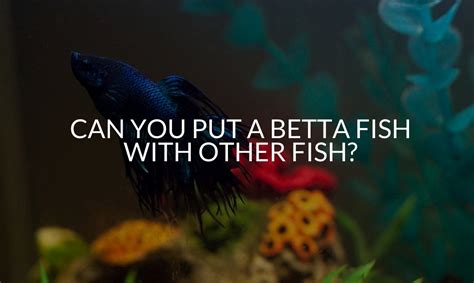 Can Betta Fish Live With Other Fish 13 Tips For Success Betta Care