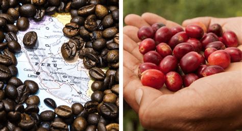 Café Différents Types Et Marques Pour Tous Les Goûts