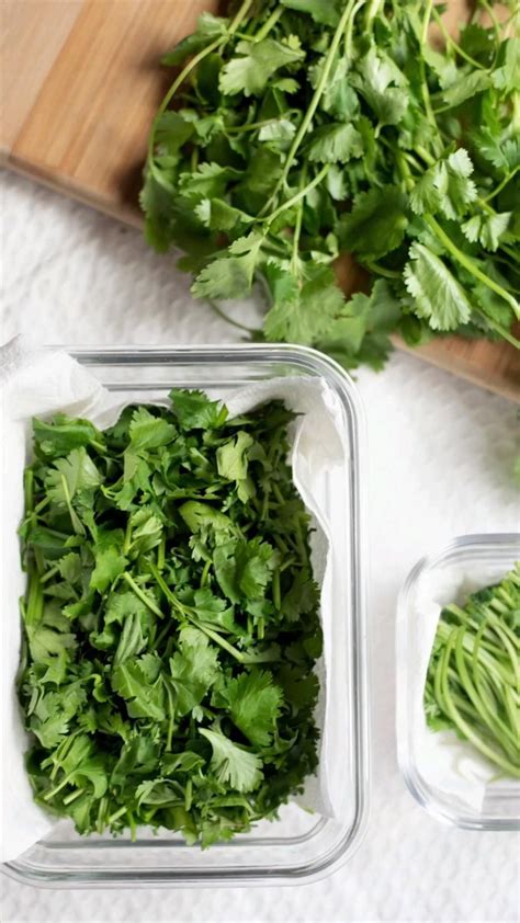 How To Store Cilantro Artofit