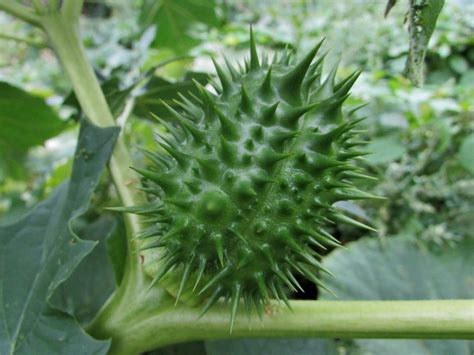 Thornapple